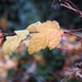 De Rigueur Autumn Leaves 2 by granagringa