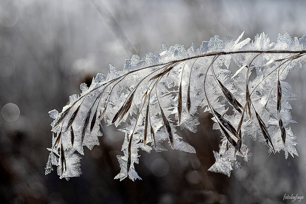 Very heavy frost by fayefaye
