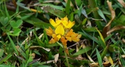 14th Dec 2022 - One Yellow Clover Flower ~ 