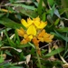 One Yellow Clover Flower ~  by happysnaps