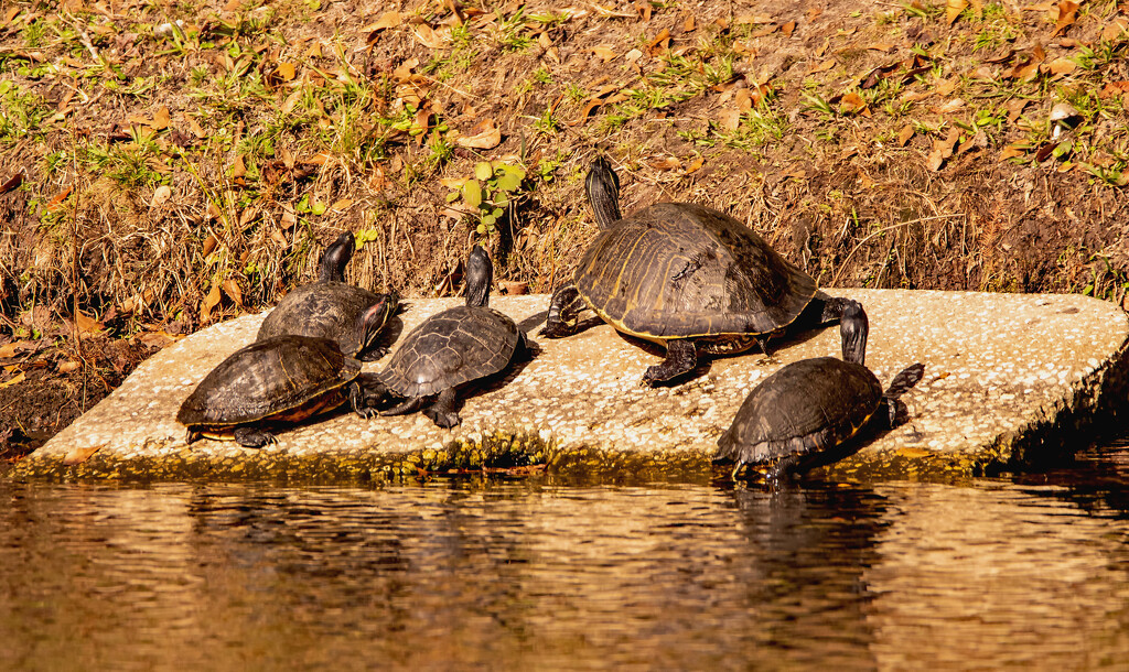 Turtles Waiting for the Sun! by rickster549