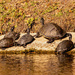 Turtles Waiting for the Sun! by rickster549