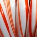 Candy Canes by julie