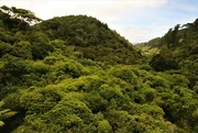 7th Dec 2022 - Zealandia - a last view of the land that time forgot