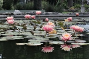 9th Dec 2022 - Water lilies and reflections