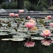 Water lilies and reflections by 365jgh