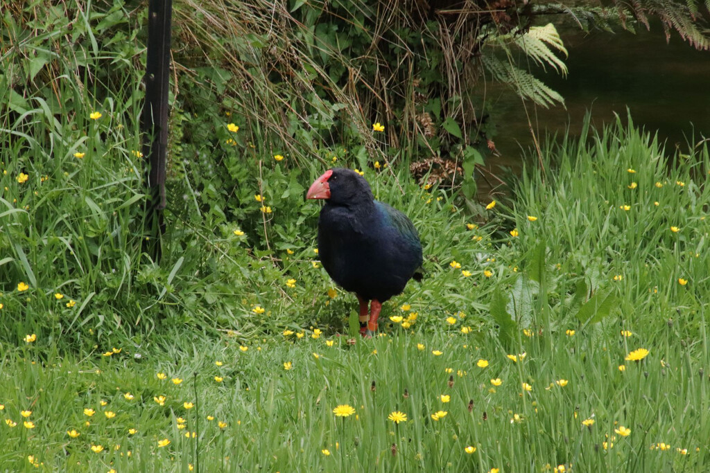 A Takahe, another flightless endangered bird in New Zealand. Living in a bird sanctuary and breeding programme. Everything else was hiding... by 365jgh