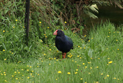 10th Dec 2022 - A Takahe, another flightless endangered bird in New Zealand. Living in a bird sanctuary and breeding programme. Everything else was hiding...