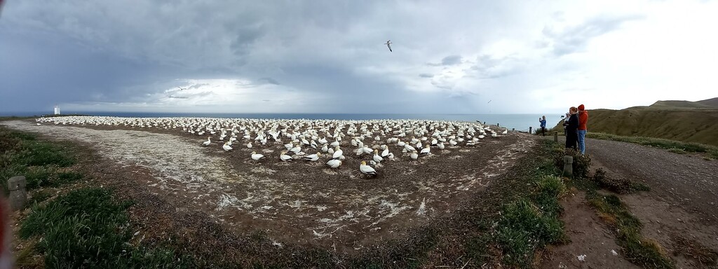 Cape Kidnappers - a large gannet colony on the east coast which has chosen to settle on land, unfazed by people a few feet away. But it's private land so only accessible on an organised trip. Taken with a fun panorama setting on my phone. by 365jgh