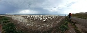 11th Dec 2022 - Cape Kidnappers - a large gannet colony on the east coast which has chosen to settle on land, unfazed by people a few feet away. But it's private land so only accessible on an organised trip. Taken with a fun panorama setting on my phone.