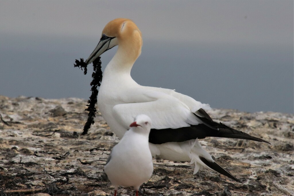 Cape Kidnappers. A gannet building its nest . The gulls hang about hoping for stray food from the gannets. by 365jgh