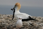 12th Dec 2022 - Cape Kidnappers. A gannet building its nest . The gulls hang about hoping for stray food from the gannets.