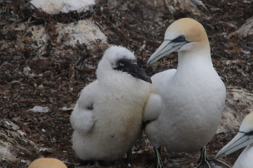 While some gannets are still building nests, others have chicks nearly as big as them by 365jgh