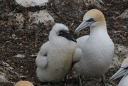 13th Dec 2022 - While some gannets are still building nests, others have chicks nearly as big as them