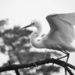 White Heron coming in to land by dkbarnett