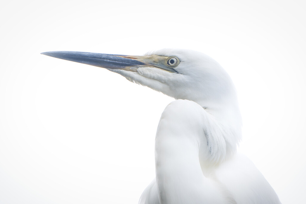 White Heron by dkbarnett