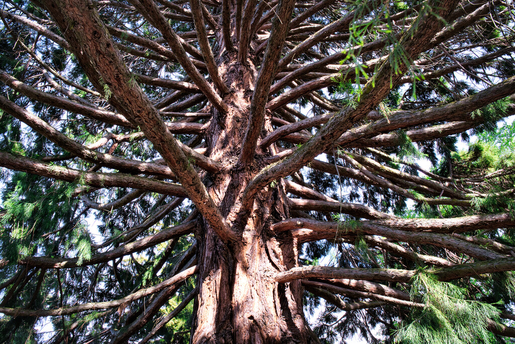Sequoia by dkbarnett