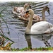 Mute Swan And Cygnets by carolmw