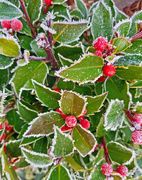 11th Dec 2022 - Hoar frost on holly 