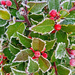Hoar frost on holly  by marianj