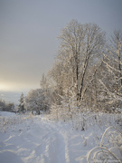 14th Dec 2022 - Winter wonderland