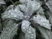 14th Dec 2022 - Frozen Drops on Leaves