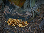 14th Dec 2022 - Fungus and Wood