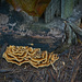 Fungus and Wood by gardencat