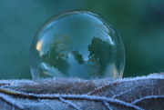 14th Dec 2022 - Bubble on a leaf