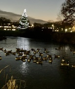 11th Dec 2022 - Geese on Lake