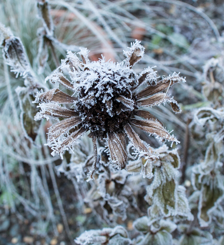 Frosty flower by busylady