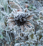 14th Dec 2022 - Frosty flower