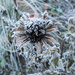 Frosty flower by busylady