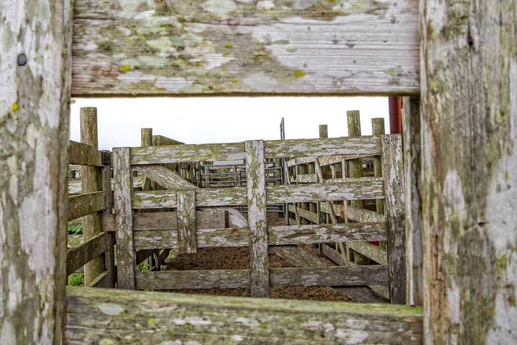 Old Cattle Chutes by danette