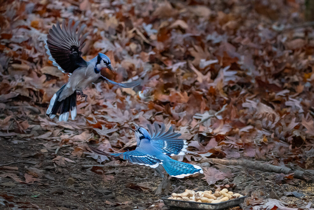 Blue Jays fighting over peanuts  by mistyhammond