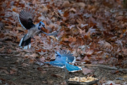 8th Dec 2022 - Blue Jays fighting over peanuts 