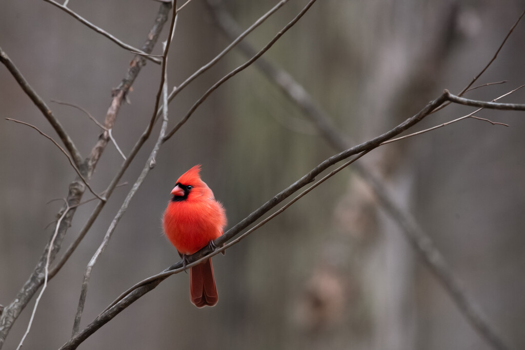 Sweet Cardinal by mistyhammond