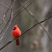 Sweet Cardinal by mistyhammond
