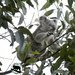 alfresco dining by koalagardens