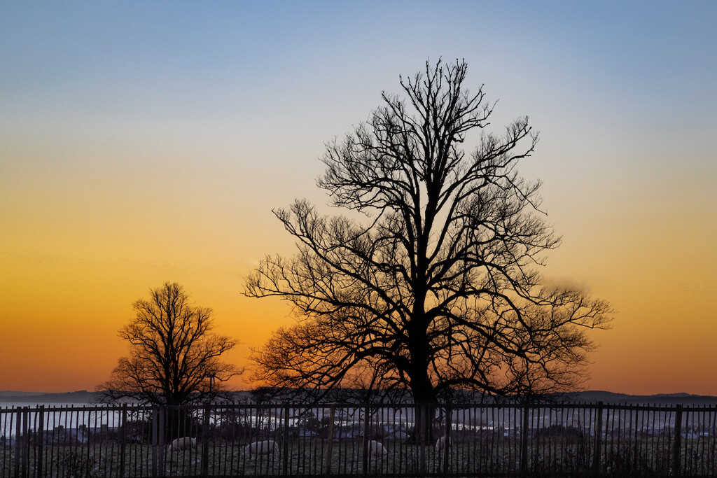 Trees in winter…… by billdavidson