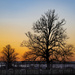 Trees in winter…… by billdavidson