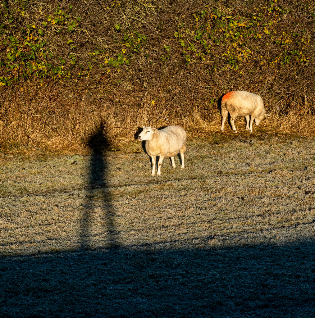 Wild Life Photographer by 365nick