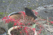 14th Dec 2022 - female or juvenile blackbird