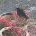 female or juvenile blackbird by anniesue