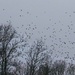 LHG_8440_Blackbirds fly over in the early morning by rontu