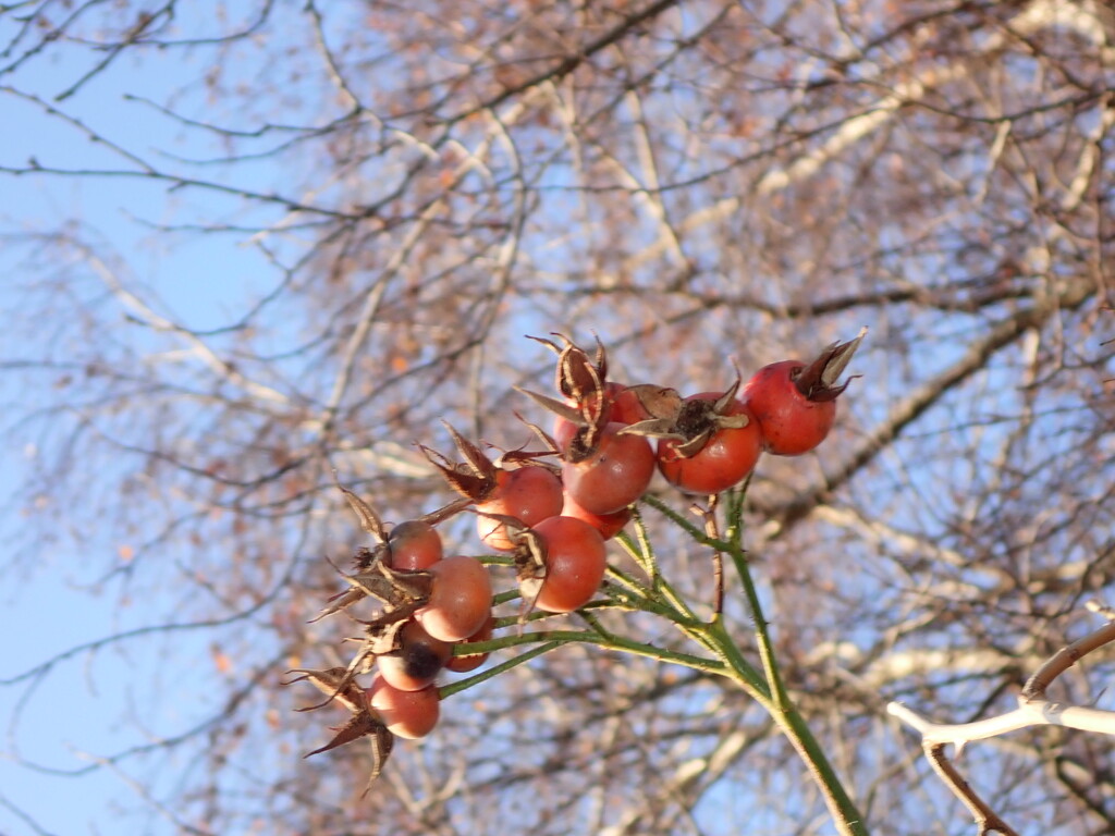 Rosehips illuminated by winter sun by speedwell