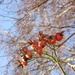Rosehips illuminated by winter sun by speedwell
