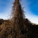 Overgrowth on Pole by happman