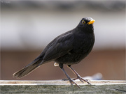 14th Dec 2022 - Male Blackbird