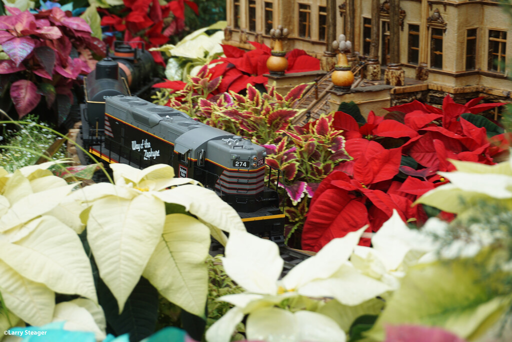 Traveling through the poinsettia forest by larrysphotos